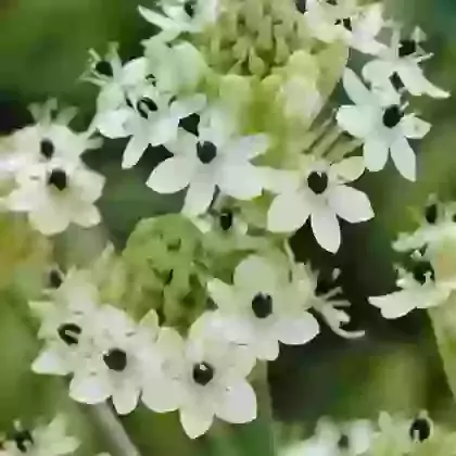 Arabicum